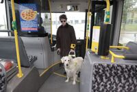 Blindenführhund
